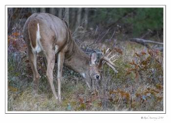 White-tailed Buck 8pt 4.jpg